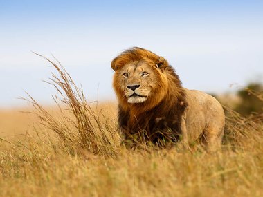 Decorative image of a lion in the wild