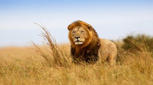Question Your World: Which Animal Is Causing Trouble for Lions?