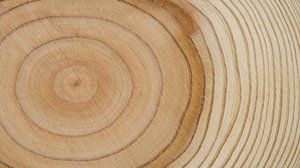 Can Coffins Record Climate Change?