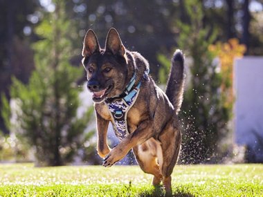 a black and brown dog mid leap