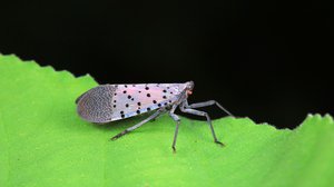 Question Your World: Are Lanternflies Evading Nature's Pest Control?