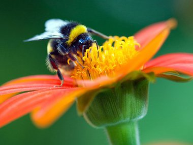 A bee on a flower.
