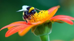 Question Your World: Why Are Bees an Endangered Species?