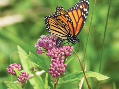 A butterfly pollinating a flower.