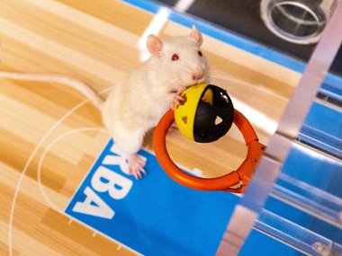 A rat putting a ball through a hoop while playing basketball.