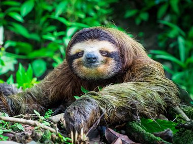 sloth surrounded by lush forest.jpg