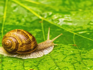 Garden snail sits on top of a green leaf