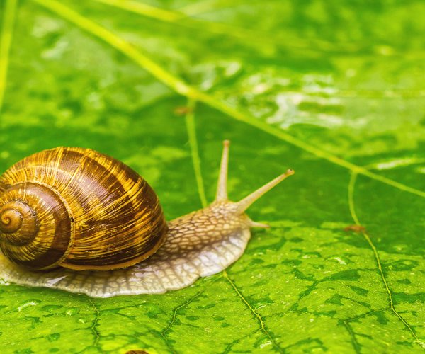 Garden snail sits on top of a green leaf