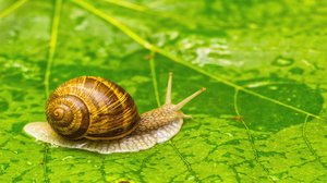 How Did Snails Inspire Cancer Treatment
