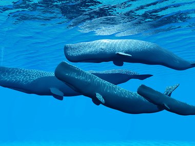 sperm_whale_GettyImages.jpg