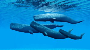 Question Your World: Do Whales Have an Alphabet?