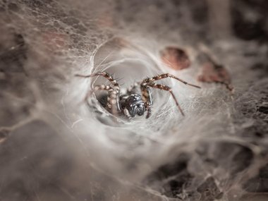 spider in a web getty.jpg