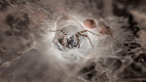Question Your World: Can Playing Dead Help Spiders Mate?