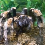 Image of a tarantula sitting on top of some fiber substrate