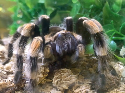 Image of a tarantula sitting on top of some fiber substrate