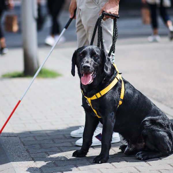 Black service dog sitting beside a person using a walking stick