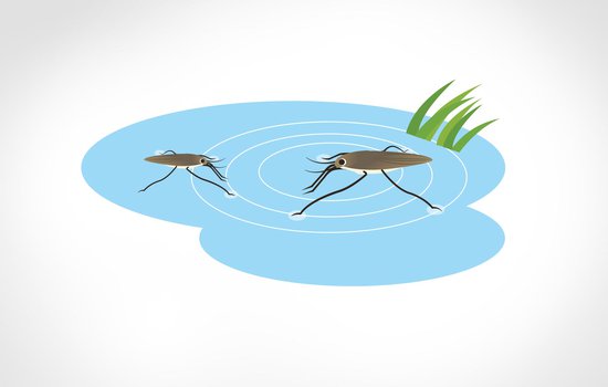 waterstriders.jpg