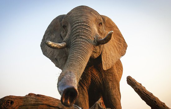 An elephant.