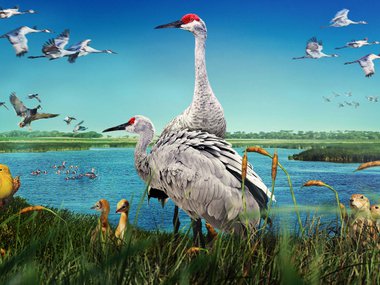 wings over water film image featuring two sandhill cranes near a wetland .jpg